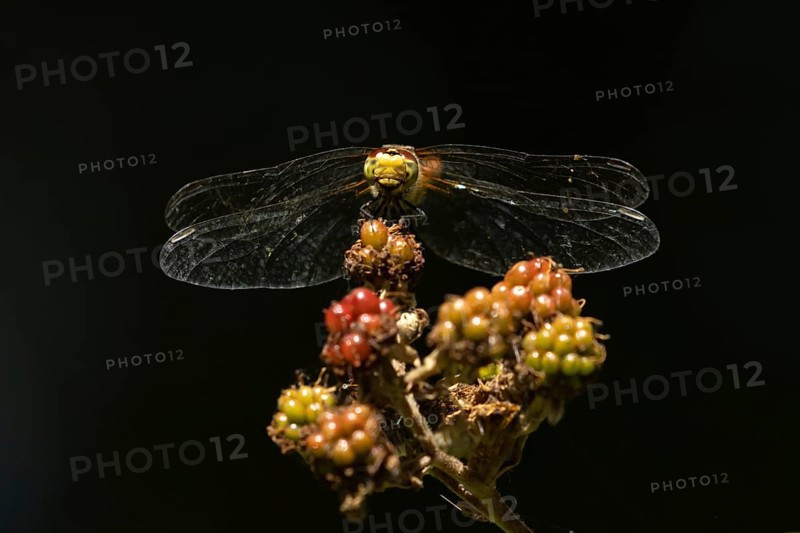 Common darter dragonfly (Sympetrum striolatum) adult insect resting on a blackberries in summer, England, United Kingdom