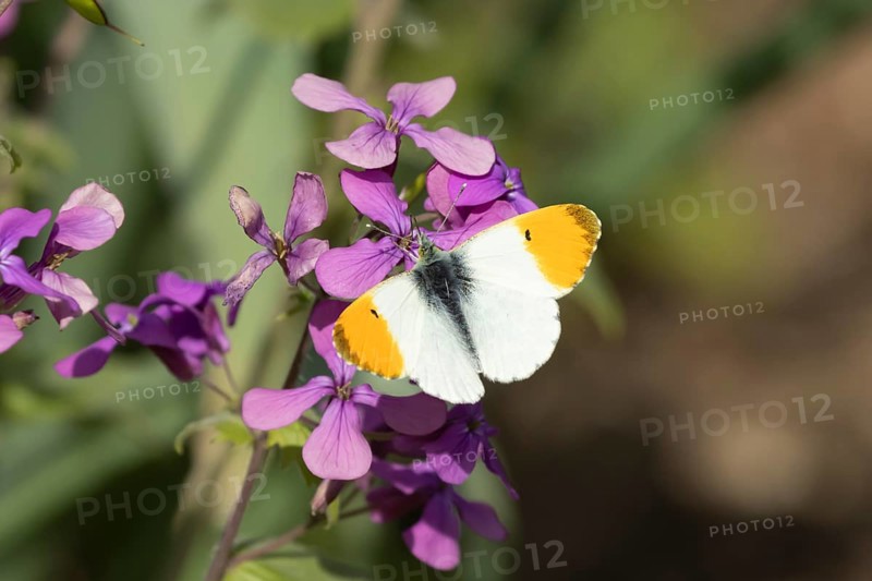 Orange tip butterfly (Anthocharis cardamines) adult male insect feeding on purple Honesty garden flowers in spring, England, United Kingdom
