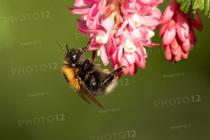Buff tailed bumblebee (Bombus terrestris) adult bee insect feeding on Ribes King Edward VII flowering currant tree flowers in spring, England, United Kingdom