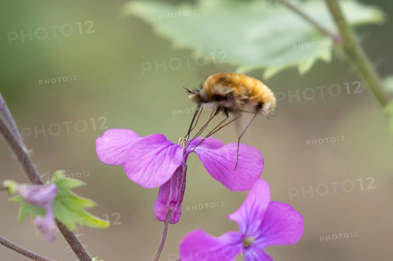 Bee fly (Bombylius major) adult insect feeding on Honesty flowers in spring, England, United Kingdom