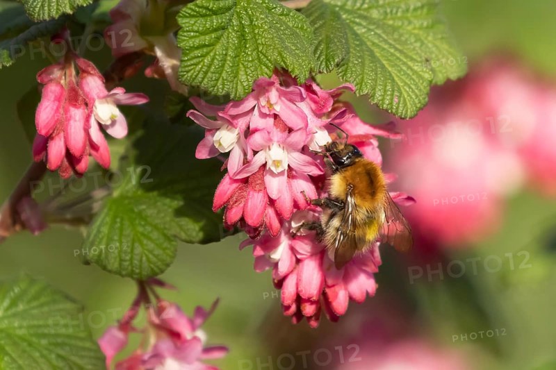 Common carder bumblebee (Bombus pascuorum) adult bee insect feeding on Ribes King Edward VII flowering currant tree flowers in spring, England, United Kingdom