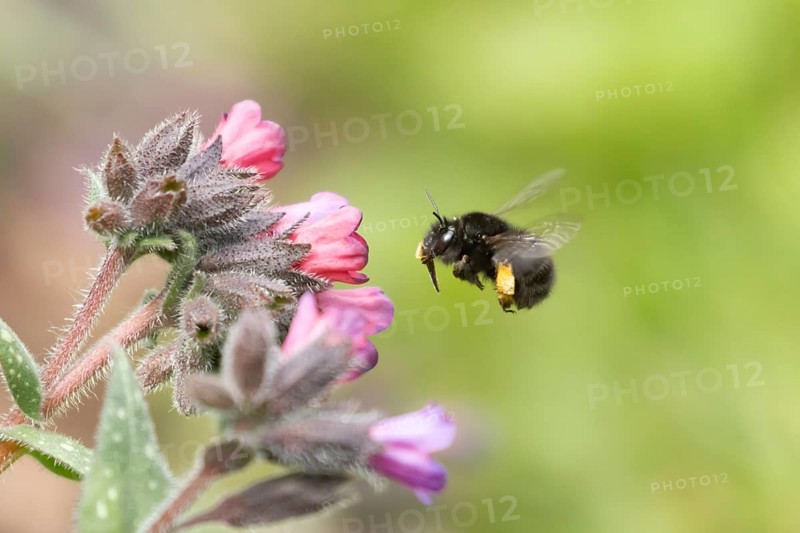 Ashy mining bee (Andrena cineraria) adult insect flying towards a garden flower in spring, England, United Kingdom