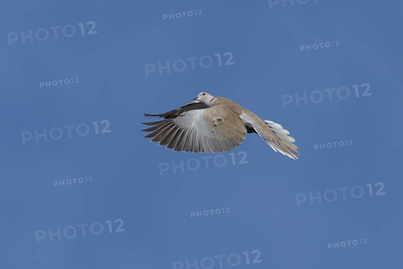 Collared dove (Streptopelia decaocto) adult bird in flight, England, United Kingdom