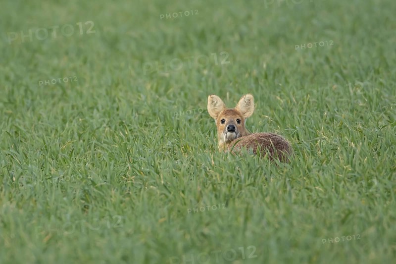 Chinese water deer (Hydropotes inermis) adult animal sitting in a farmland cereal field, England, United Kingdom
