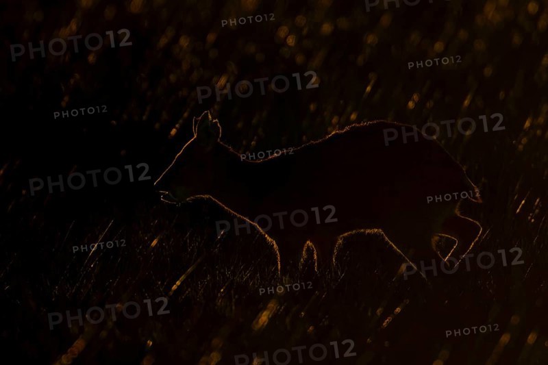 Chinese water deer (Hydropotes inermis) silhouette of an adult animal backlite in a fenland field at sunset, England, United Kingdom
