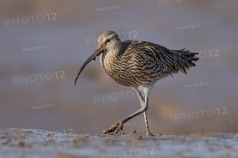Eurasian curlew (Numenius arquata) adult wading bird walking on a mudflat, England, United Kingdom