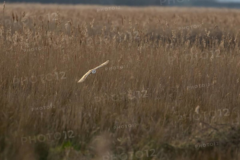 Barn owl (Tyto alba) adult bird in flight hunting over marshland, England, United Kingdom