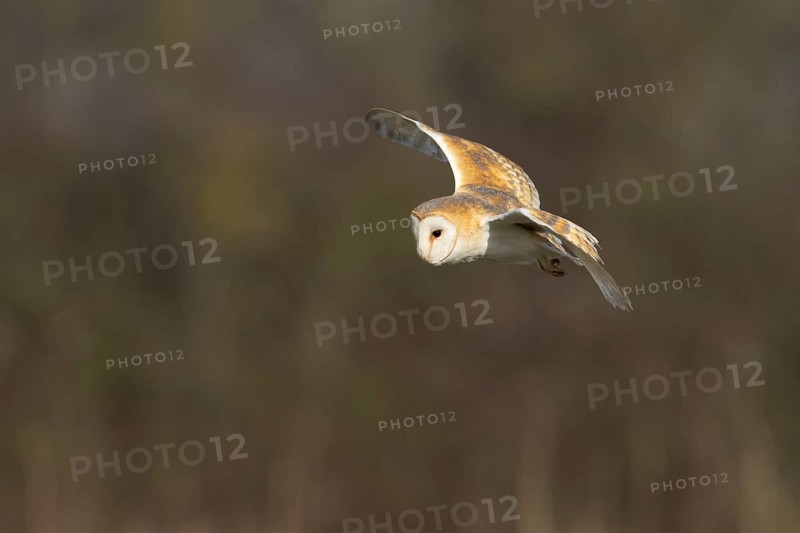 Barn owl (Tyto alba) adult bird in flight hunting over a farmland field, England, United Kingdom