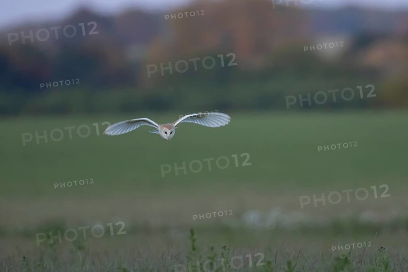 Barn owl (Tyto alba) adult bird in flight hunting over countryside, England, United Kingdom