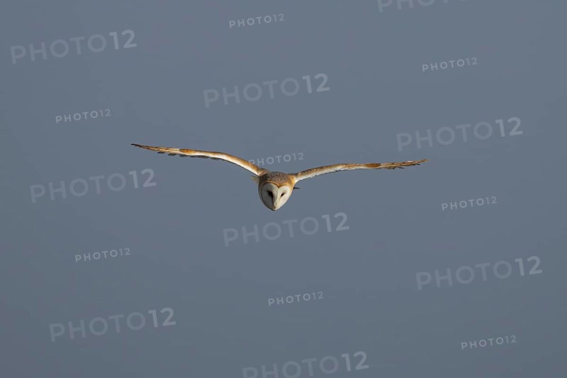 Barn owl (Tyto alba) adult bird in flight, England, United Kingdom