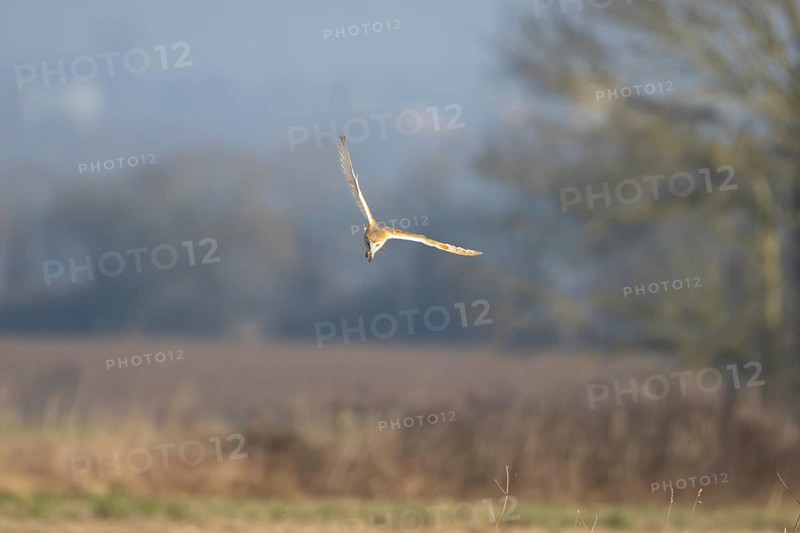 Barn owl (Tyto alba) adult bird in flight hunting in the countryside, England, United Kingdom