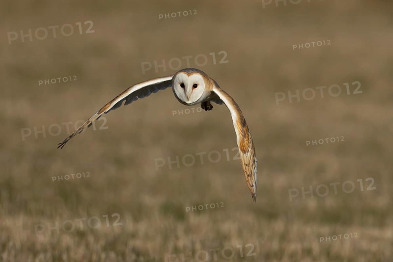 Barn owl (Tyto alba) adult bird in flight over a farmland field, England, United Kingdom