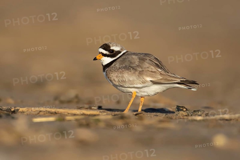 Ringed plover (Charadrius hiaticula) adult wading bird on a beach, England, United Kingdom