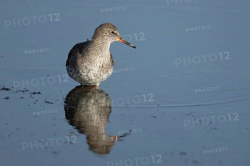 Common redshank (Tringa totanus) adult wading bird in water of a shallow lagoon, England, United Kingdom