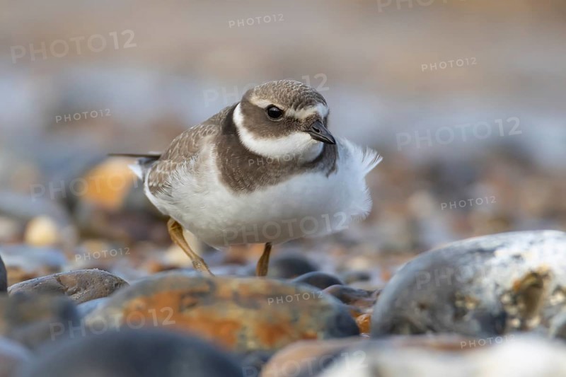 Ringed plover (Charadrius hiaticula) juvenile wading bird on a beach, England, United Kingdom