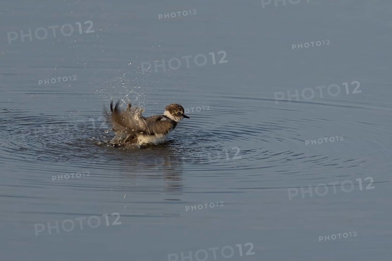 Little ringed plover (Charadrius dubius) adult wading bird bathing in water of a shallow coastal lagoon, England, United Kingdom