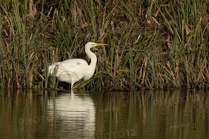 Great white egret (Ardea alba) adult bird in standing on the edge of a reedbed by a lake, England, United Kingdom