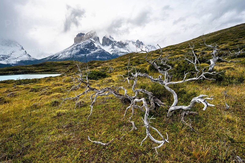 Enchanted dead trees, Cuernos del Paine mountain range in autumn, Torres del Paine National Park, Magallanes region, Chile