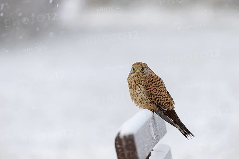 Kestrel (Falco tinnunculus), female using a park bench as a lookout during heavy snowfall, North Sea, Norddeich, Lower Saxony, Germany