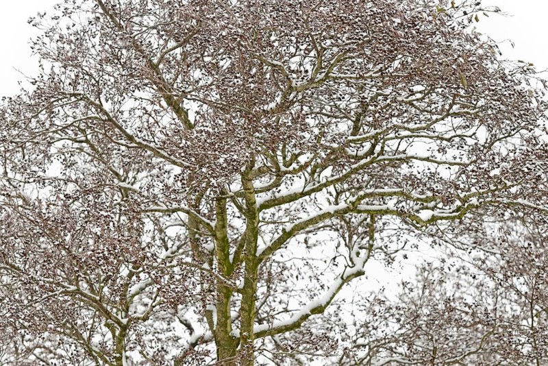 Deciduous trees, alders (Alnus) covered with snow, North Sea, Norddeich, Lower Saxony, Germany
