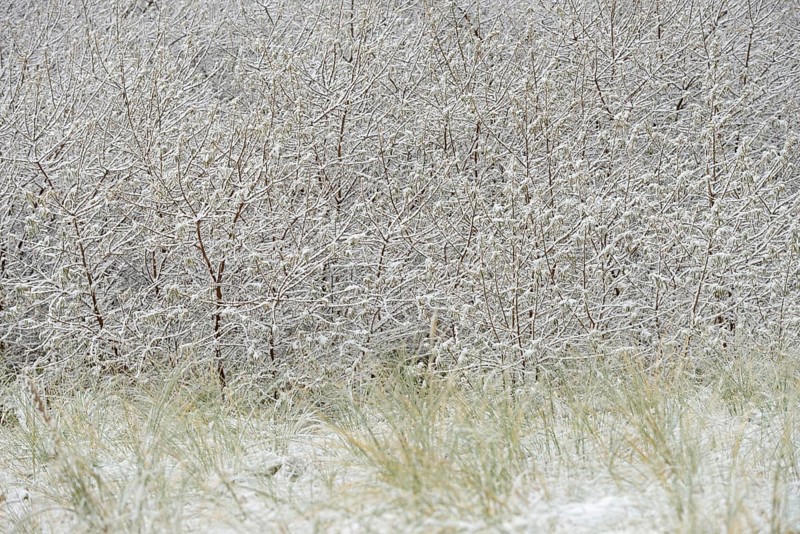 Winter day, onset of winter, snow lies on the bushes in the dune landscape of Norddeich, North Sea, Lower Saxony, Germany