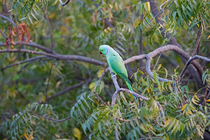 Collared Parakeet (Psittacula krameri), Luni, Rajasthan, India