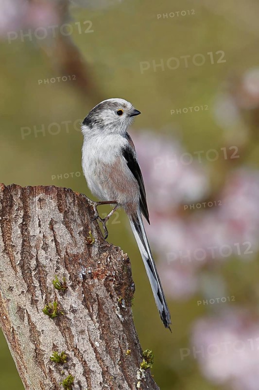 Long-tailed Tit (Aegithalos caudatus), on a tree stump, Wilnsdorf, North Rhine-Westphalia, Germany