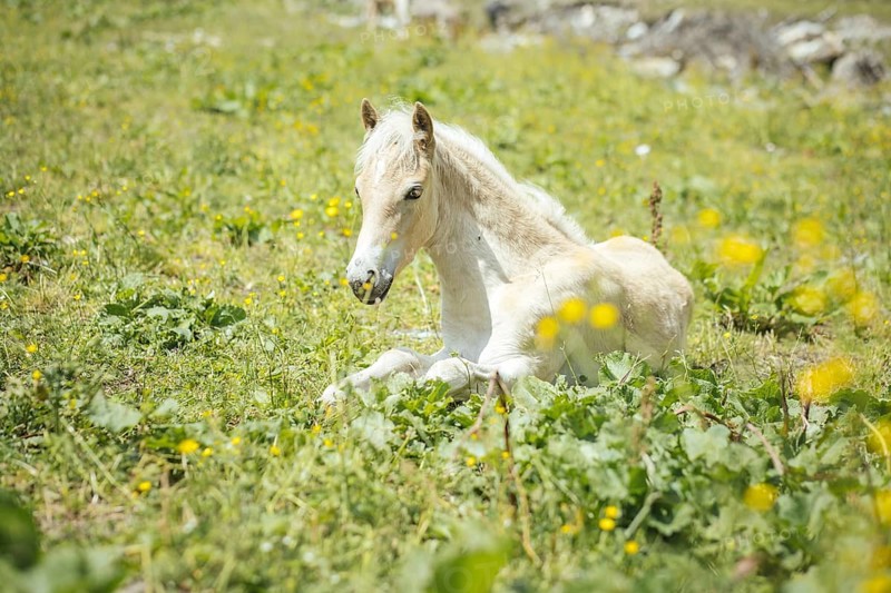Foal, Rauris, Pinzgau, Salzburg, Austria