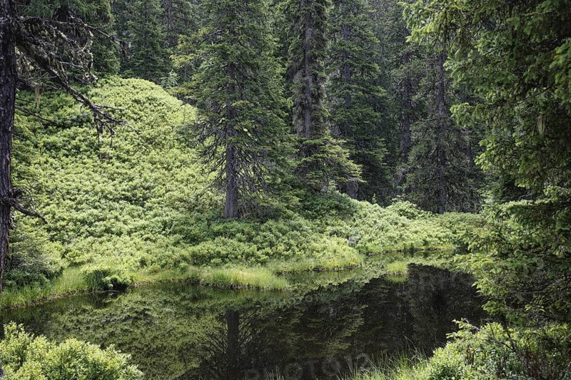 Blackwater pond, Rauris primeval forest, Kolm Saigurn, Pinzgau, Salzburg, Austria