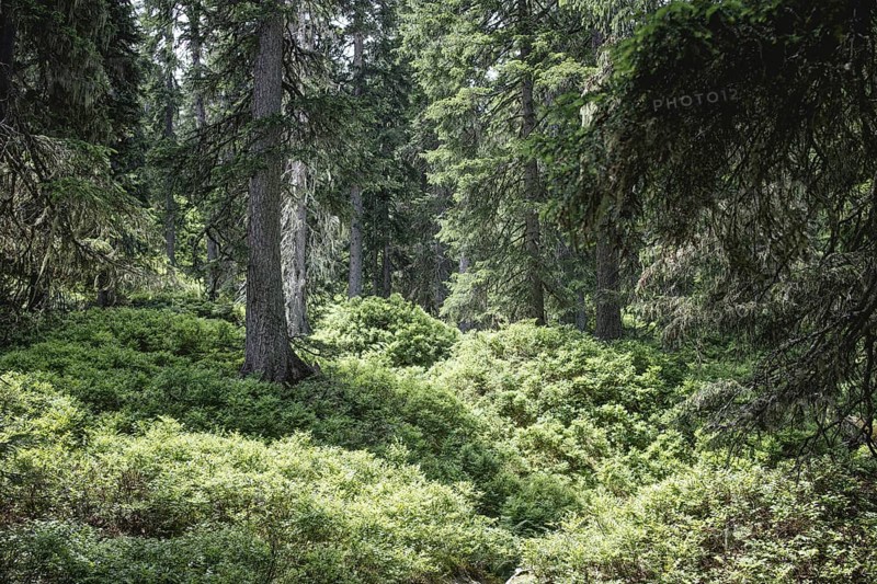 Fern ground (Polypodiopsida), Rauris primeval forest, Kolm Saigurn, Pinzgau, Salzburg, Austria