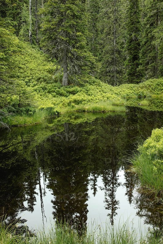 Blackwater pond, Rauris primeval forest, Kolm Saigurn, Pinzgau, Salzburg, Austria