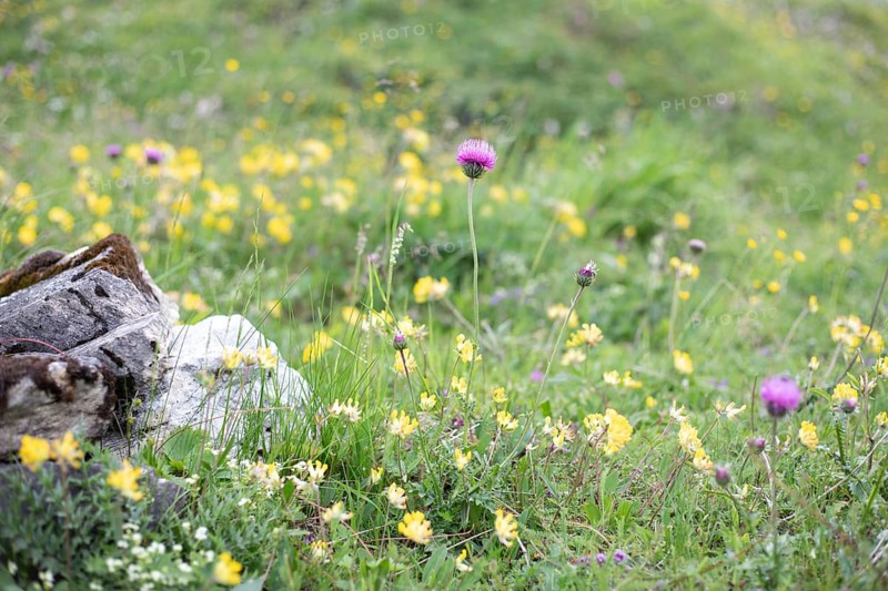 Alpine meadow, Seidlwinkl valley, Rauris, Pinzgau, Salzburg, Austria