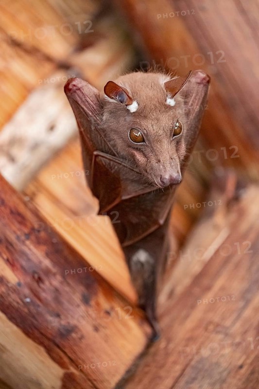 Funny bat, looks angry, conspiratorial, Kruger National Park, South Africa