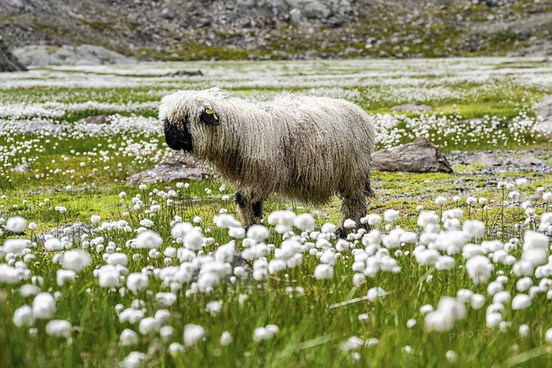 Valais Blacknose sheep (Ovis gmelini aries), in meadow with flowering white cotton grass, high alpine mountain valley, Obere Senner Egete, Stubai Alps, near Ridnaun, South Tyrol, Italy