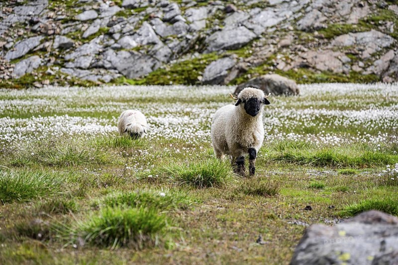 Two Valais Blacknose sheep (Ovis gmelini aries), in meadow with flowering white cotton grass, high alpine mountain valley, Obere Senner Egete, Stubai Alps, near Ridnaun, South Tyrol, Italy