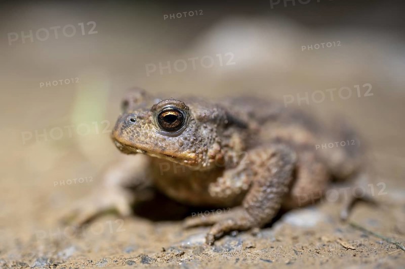 Common toad on the ground, Bavaria, Germany