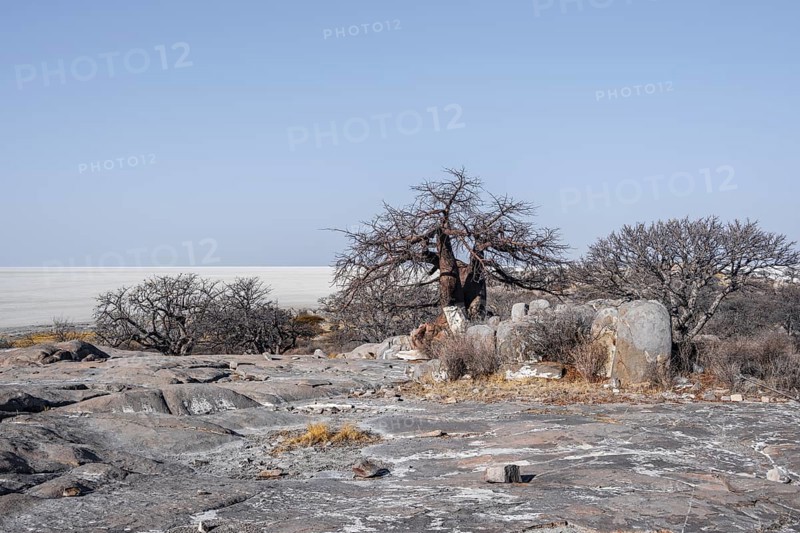 African baobab or baobab tree (Adansonia digitata), arid landscape, Kubu Island (Lekubu), Sowa Pan, Makgadikgadi salt pans, Botswana