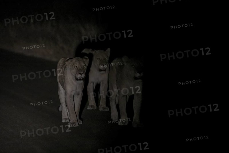 Pride of lions, lionesses at night, night shot, Kruger National Park, South Africa