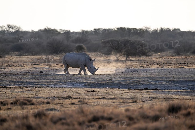 Dramatic atmosphere, Southern white rhinoceros (Ceratotherium simum simum), Khama Rhino Sanctuary, Serowe, Botswana