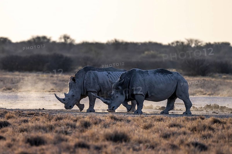 Two animals, Southern white rhinoceros (Ceratotherium simum simum), Khama Rhino Sanctuary, Serowe, Botswana