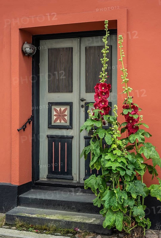 Hollyhocks (Alcea rosea) at a gate in an old house facing the street in Ystad, Skåne County, Sweden, Scandinavia