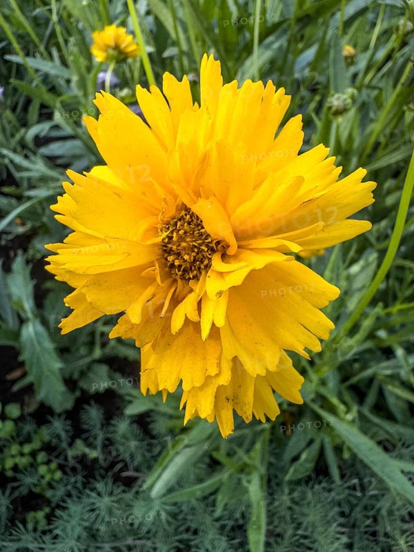 Flowering Girl's eye (Coreopsis Early Sunrise), closeup, in Ystad, Skåne County, Sweden, Scandinavia