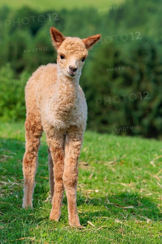 A newly born white alpaca (Vicugna pacos) stands in a green meadow on a sunny day. A green forest can be seen in the background