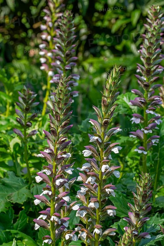 Spiny bear's breech (Acanthus spinosus) in flower in garden, native to southern Europe
