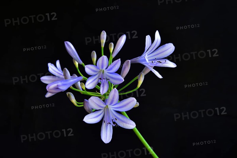 Close-up of the blossom of an ornamental lily or love flower (Agapanthus), Germany