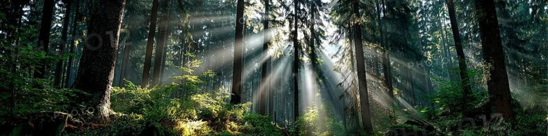 Beautiful rays of sunlight in a green forest shining through trees and tree branches. Concept of new beginning and spirituality, AI generated