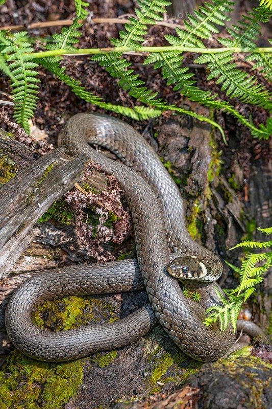 Grass snake (Natrix natrix), sunbathing on the bank of a pond, Bavaria, Germany