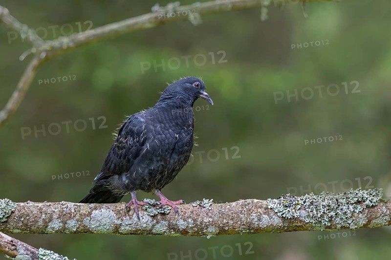 Wood pigeon (Columba palumbus), young bird in juvenile plumage, sitting on a branch, Pillberg, Pill, Tyrol, Austria