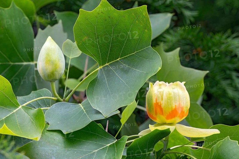 Tulip tree (Liriodendron tulipifera), with flowers, Schwaz, Tyrol, Austria