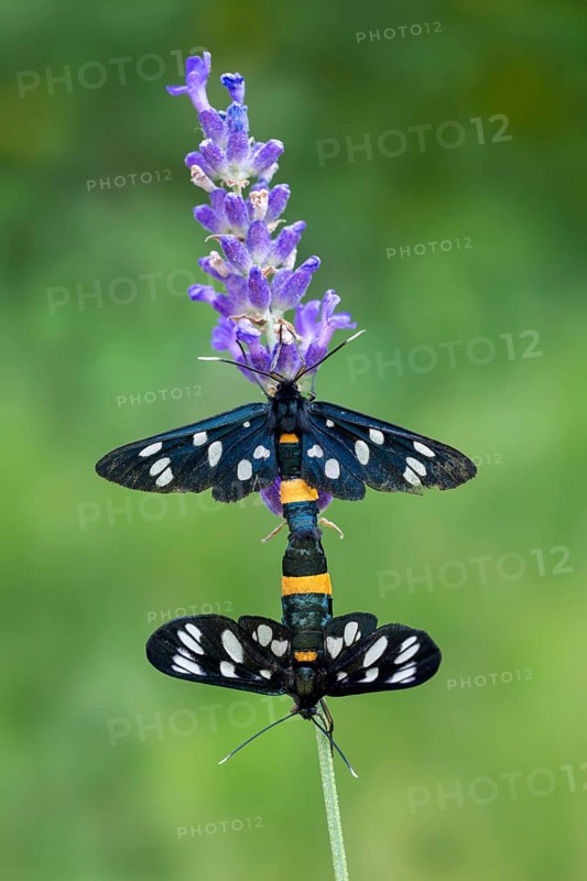 White-spotted violet (Amata phegea), mating, Limbach, Burgenland, Austria